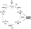 Scheme 4
