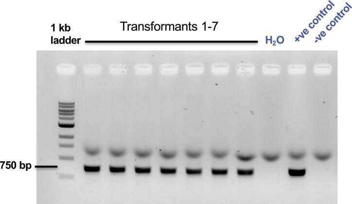 Supplementary figure 4