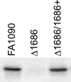FIGURE 1.