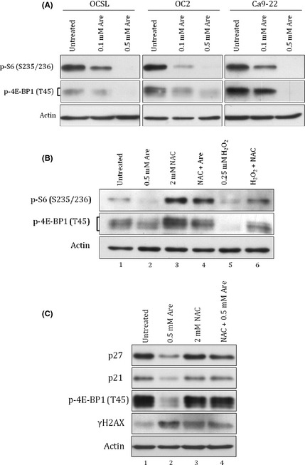 Arecoline downregulates levels of p21 and p27 through the reactive ...