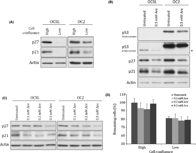 Arecoline downregulates levels of p21 and p27 through the reactive ...