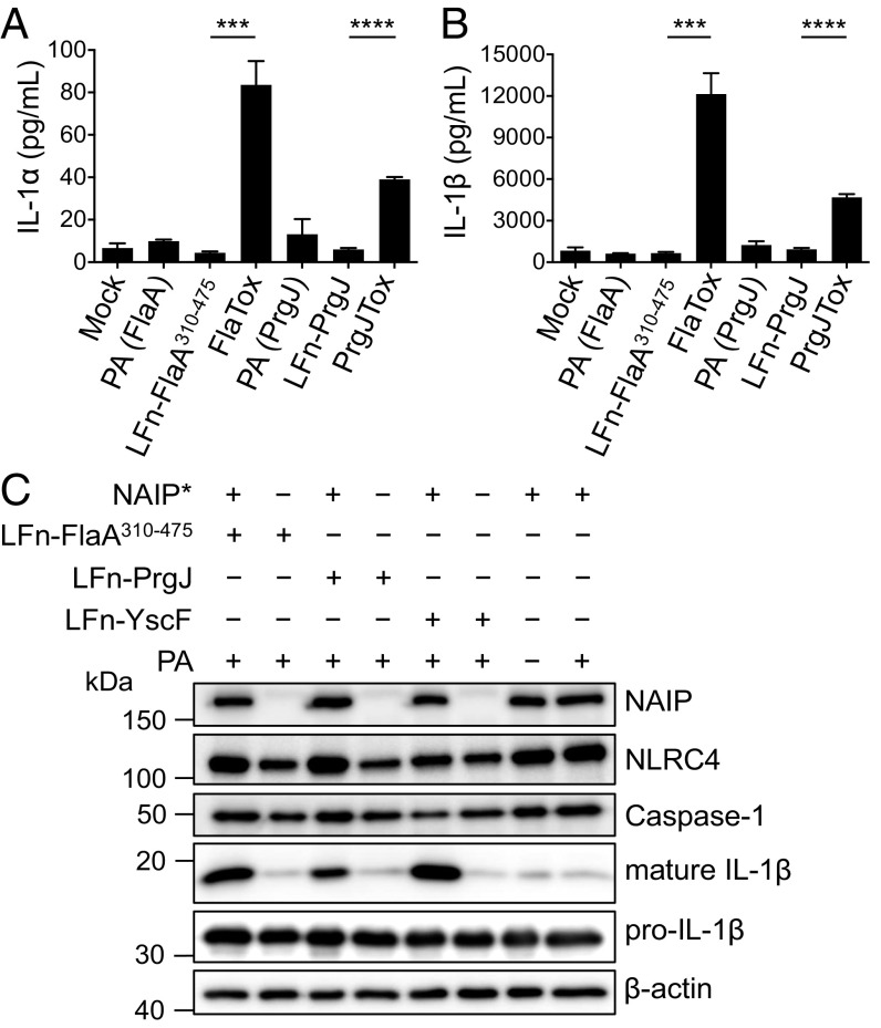 Fig. 6.