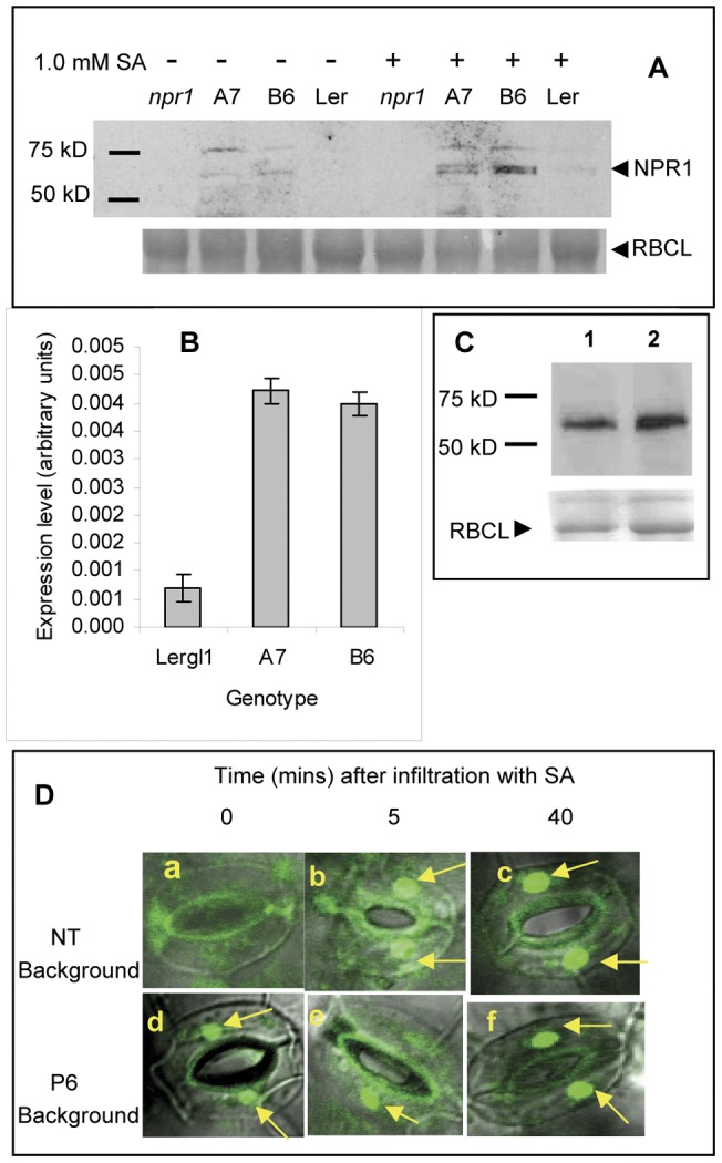 Figure 7