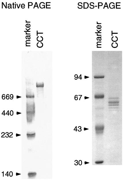 Fig 1.