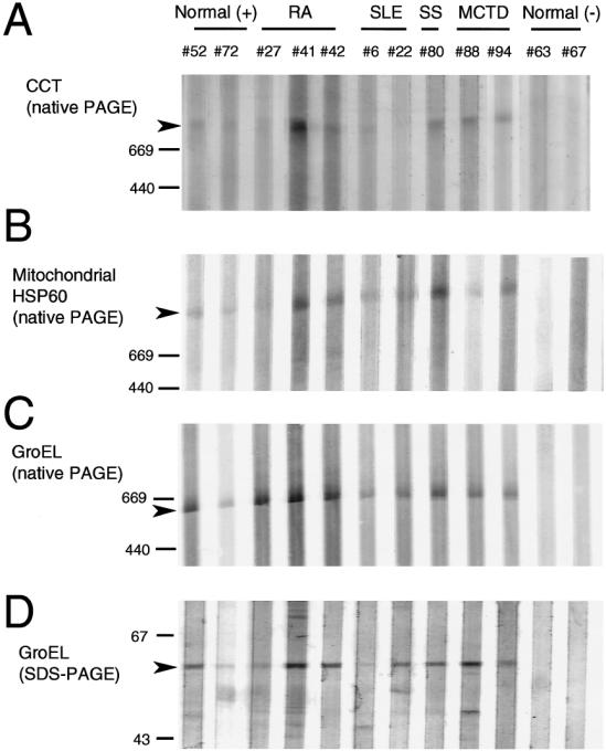 Fig 5.