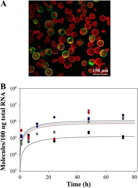 Figure 3.—