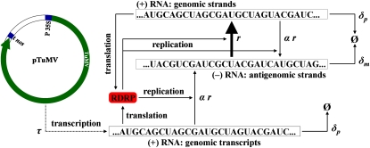 Figure 1.—