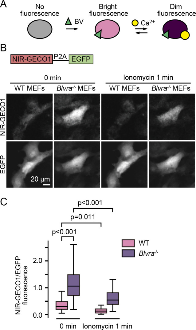 Fig. 4