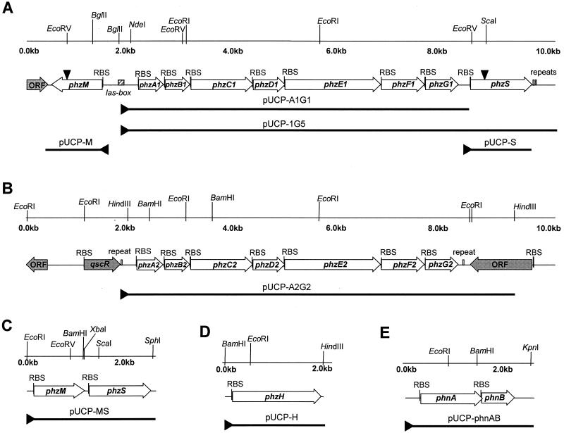 FIG. 1