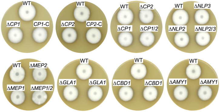 FIGURE 3