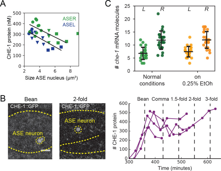 Figure 2—figure supplement 1.