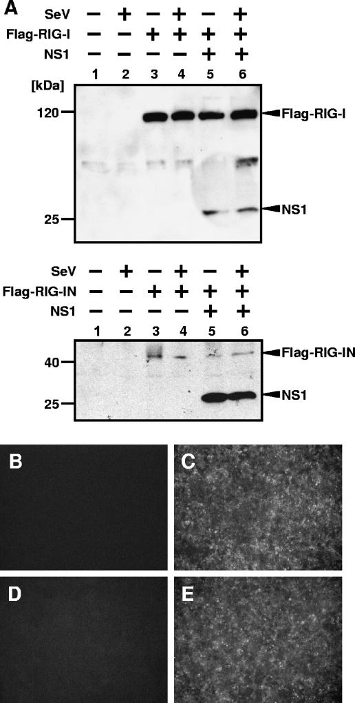 FIG. 3.