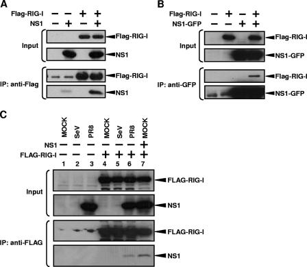 FIG. 1.