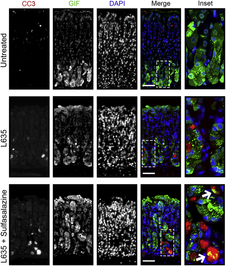 Figure 12