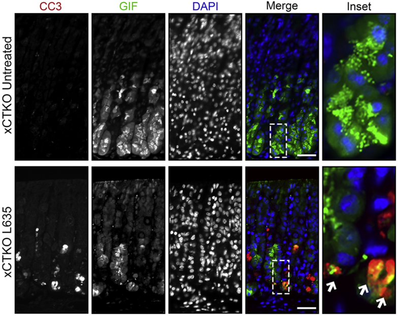 Figure 17