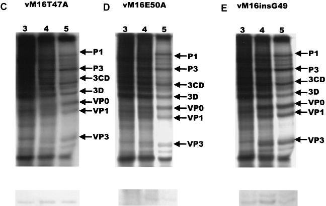 FIG. 3.