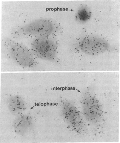 graphic file with name pnas01036-0218-c.jpg