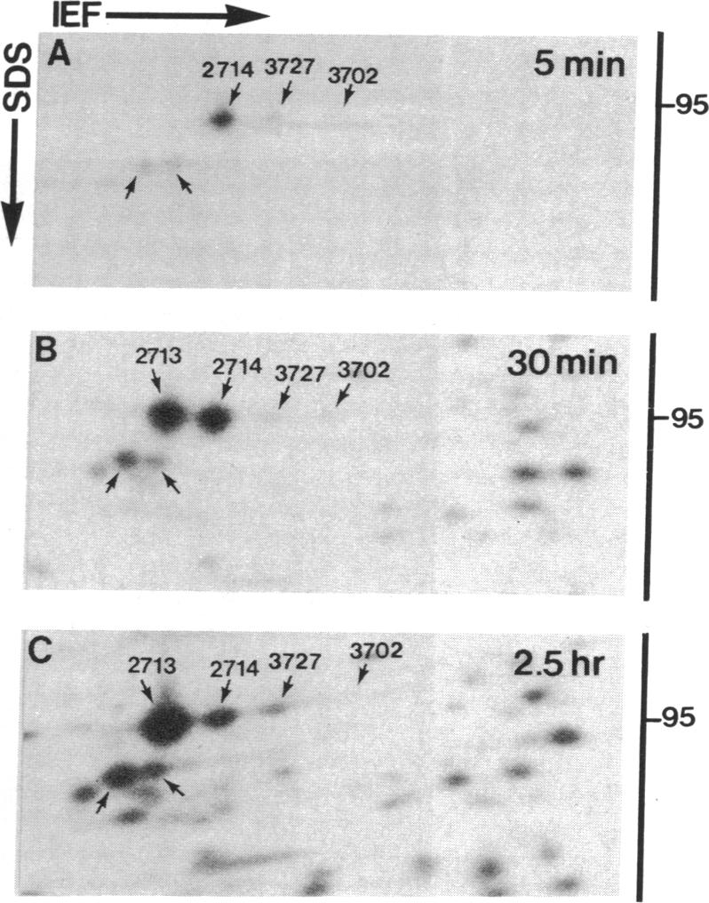 graphic file with name pnas01036-0219-a.jpg