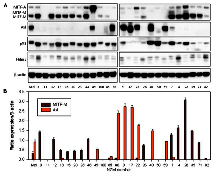 FIGURE 3