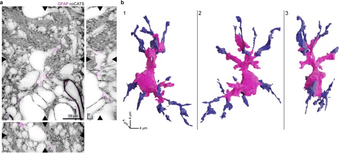 Extended Data Fig. 6