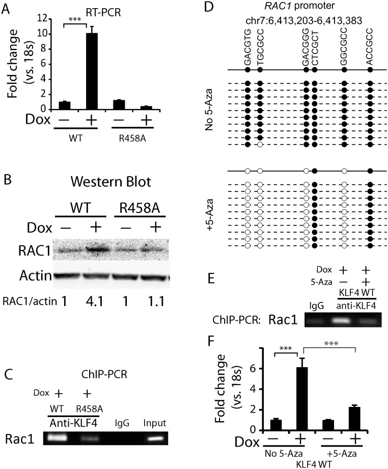 Figure 5—figure supplement 1.