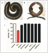 Figure 1: Repugnatorial glands in
<i>P. joannsi</i>
and FXa-inhibiting activity in its secretions