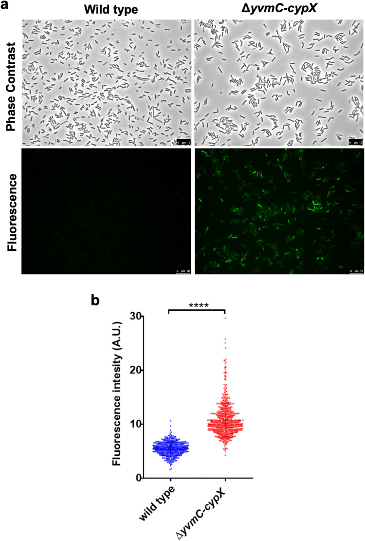 Fig. 7