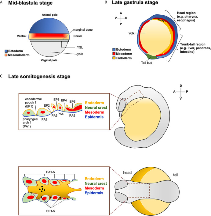 Figure 1