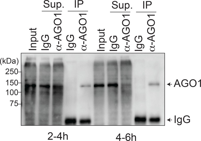 Figure 6—figure supplement 2.