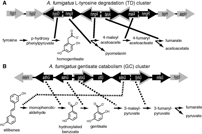 Fig. 1.—