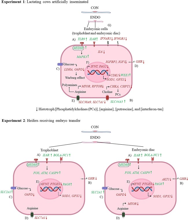 Graphical Abstract