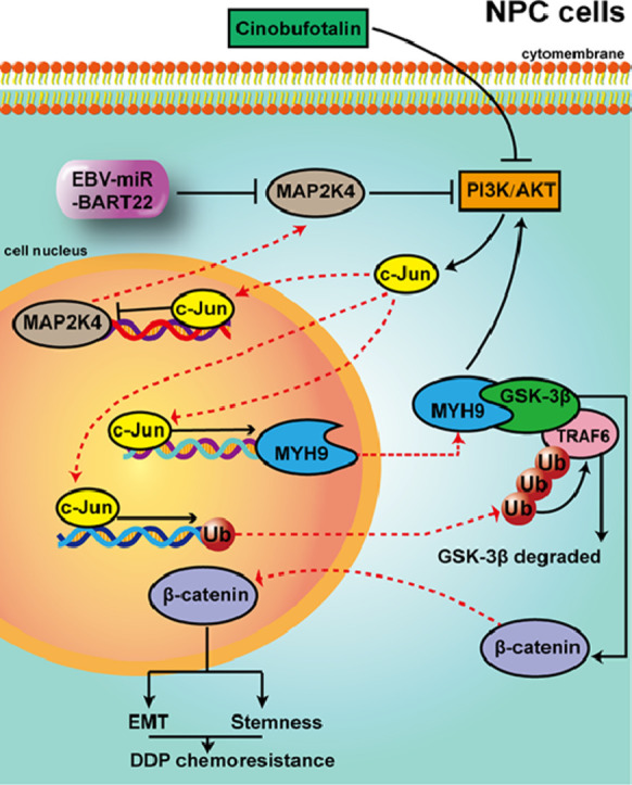 Unlabelled Image