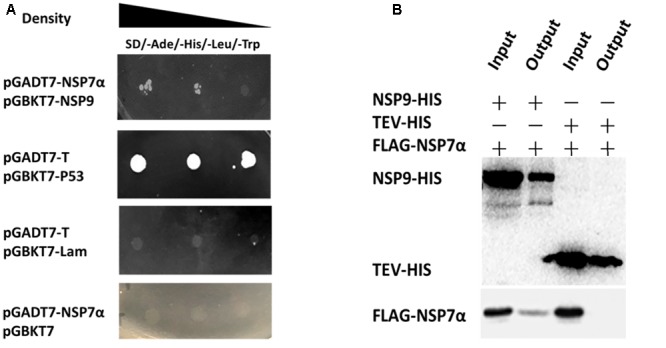 FIGURE 6