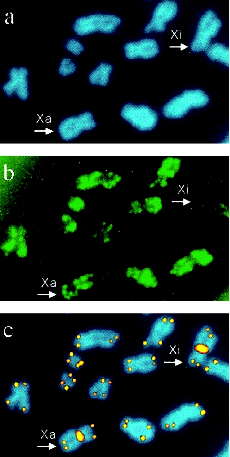 Figure  1