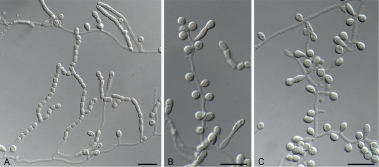 Fig. 5.