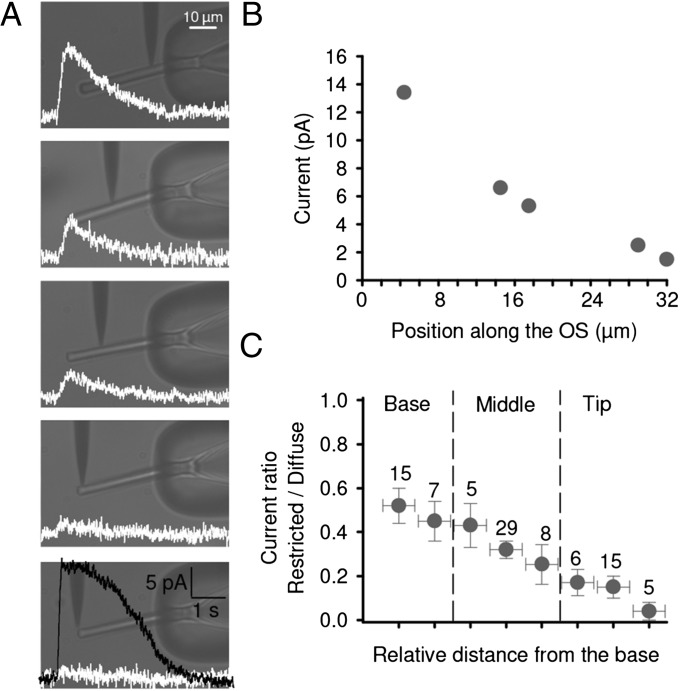 Fig. 5.