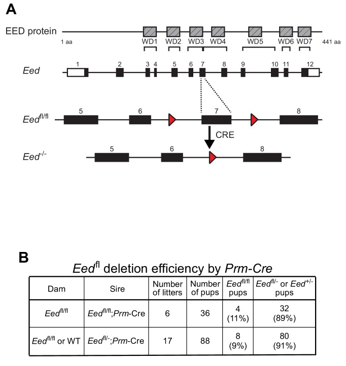 Figure 1—figure supplement 1.