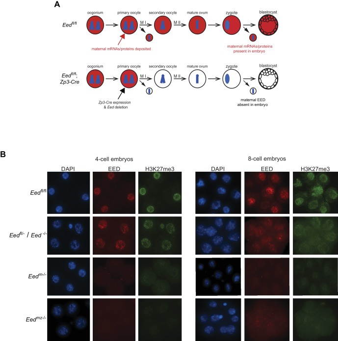 Figure 2—figure supplement 1.