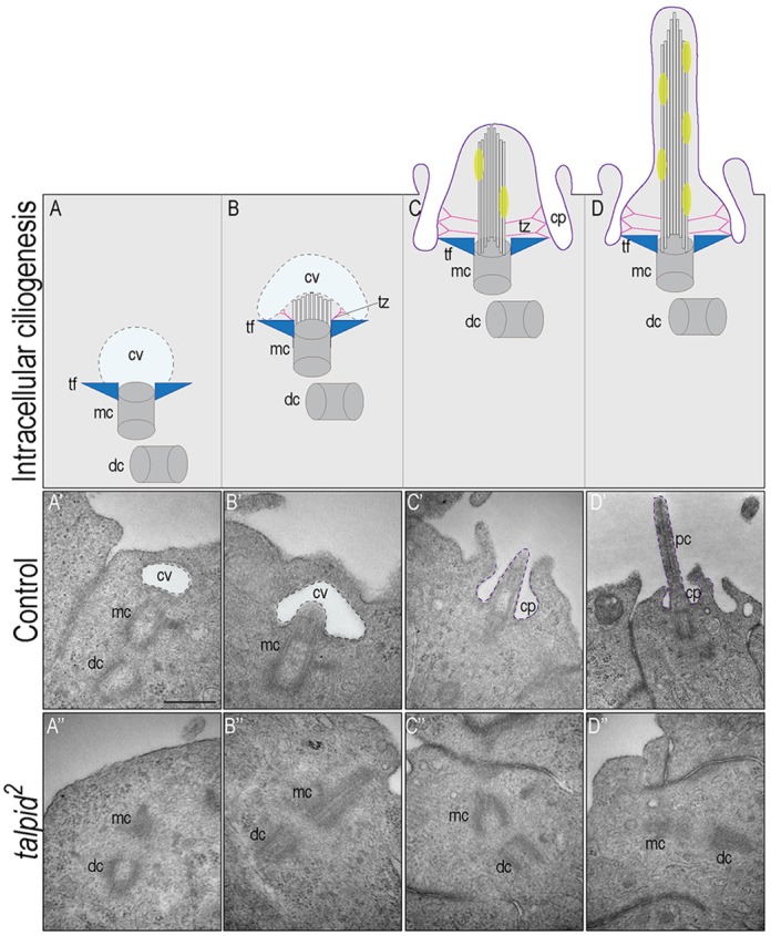 Fig. 7.