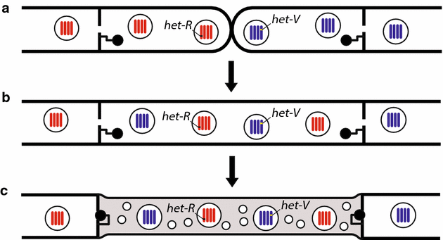 Fig. 3