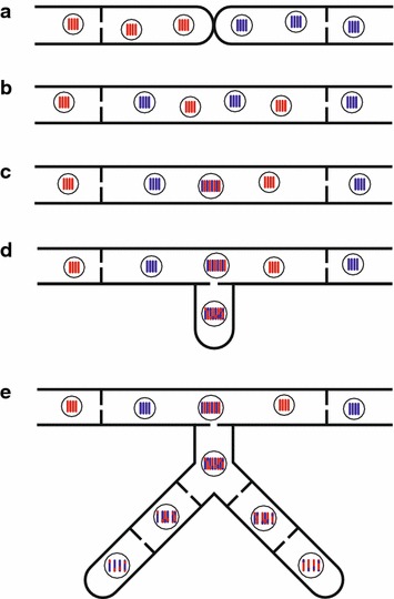 Fig. 1