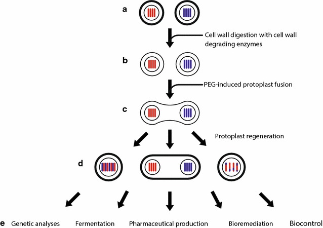 Fig. 2