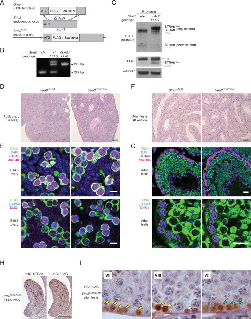 Figure 2—figure supplement 1.