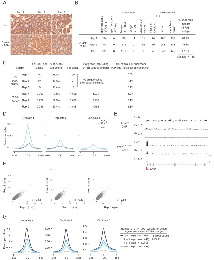 Figure 2—figure supplement 4.