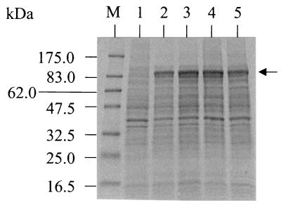 FIG. 6.