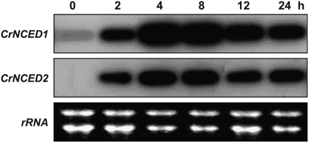 Figure 4.