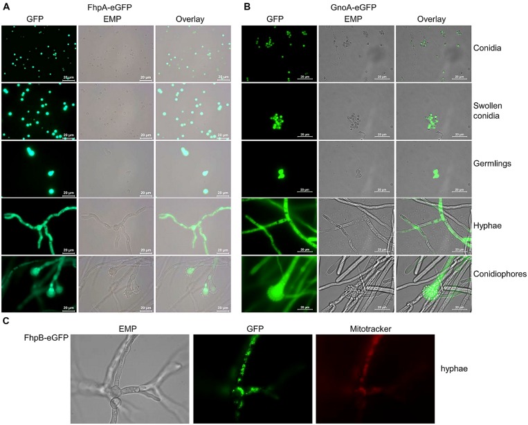 FIGURE 4