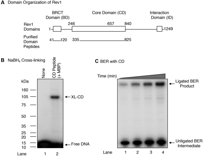 Figure 4.