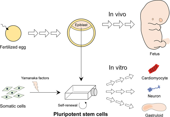 FIGURE 1