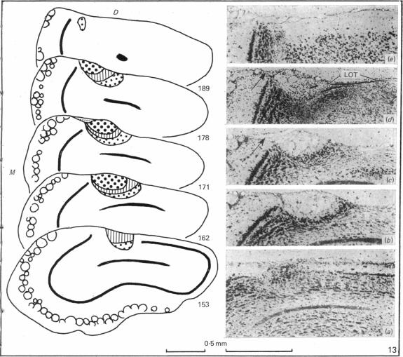 Fig. 13